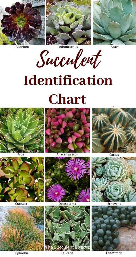 Succulents Names And Pictures, Succulent Identification Chart, Types Of Succulents With Pictures, Identifying Succulents, Succulent Pictures, Pictures Of Succulents, Plant Identification App, Suculent Plants, Different Types Of Succulents