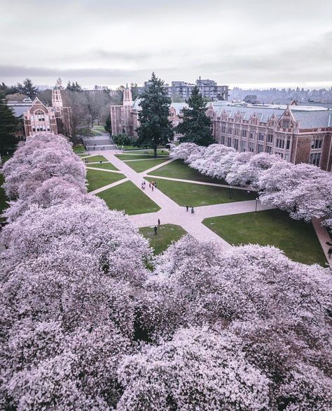 Seattle Pulse (@seattlepulse) on Instagram: “Happy #Easter, #Seattle. (: @rudy_willingham) #seattlepulse” Uw Seattle, Field Of Lavender, Seattle Photos, College Architecture, Seattle Travel, The Emerald City, Lavender Haze, Dream College, Dream School