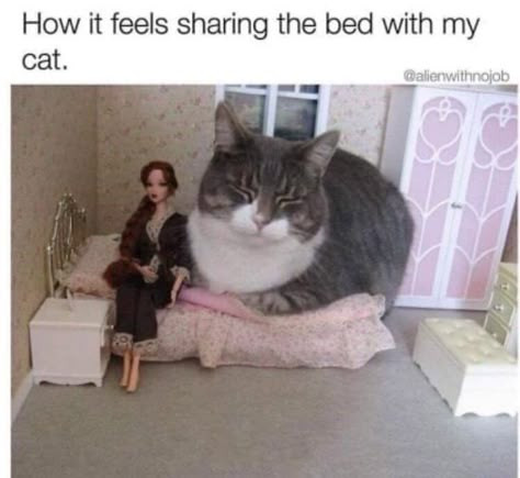 9gag Funny, Funny Animal Quotes, Cute Cat Gif, Funny Cat Memes, Funny Animal Memes, Memes Humor, Animal Jokes, Cat Pictures, Silly Cats