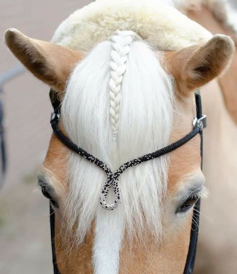 Thoroughbred Tattoo Ideas, Horse Hair Ideas, Horse Hairstyles, Mane Braids, Horse Mane Braids, Horse Braids, Horse Browband, Horse Hair Braiding, Horse Braiding