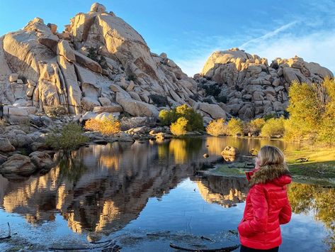 America the Beautiful National Park Passport - THE EVOLISTA Joshua Tree Aesthetic, Alaska Itinerary, Winter Weekend Getaway, Tree In Winter, Alaska Summer, Bucket List Usa, National Park Passport, Tree Aesthetic, Winter Weekend