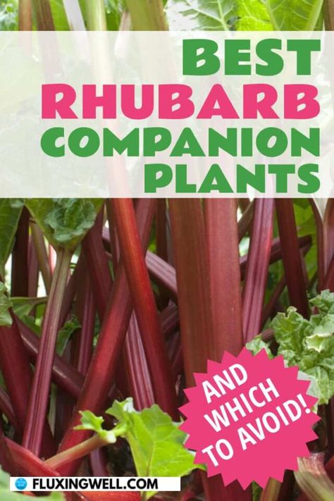 Want to learn how to grow rhubarb with succcess? You're in the right place. Learn what you can plant next to rhubarb and what you shouldn't plant near rhubarb. Get ideas about which vegetables grow well with rhubarb, which flowers grow well with rhubarb, which herbs grow well with rhubarb, and which fruit grows well with rhubarb. Learn the best place to plant rhubarb, the best fertilizer for rhubarb, and whether rhubarb needs a lot of water. Plant easy-care rhubarb today and watch it thrive. Growing Rhubarb, Companion Planting Guide, Companion Planting Chart, Rhubarb Plants, Companion Gardening, Planting Garden, Planting Guide, Perennial Vegetables, Vegetable Garden Planning