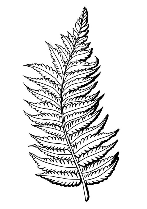 fern...in memory of my Grandma...and also to always take time to appreciate the little, unseen beauties in life Fern Drawing, Leaf Coloring Page, Fern Tattoo, Geometric Sleeve Tattoo, Cellphone Background, Peonies Tattoo, Rock Painting Ideas Easy, Painting Easy, Drawing Simple