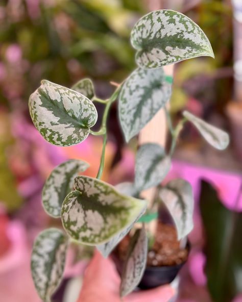 Thursdays this, this or that. I want to know if you could only pick between pothos, philodendron and scindapsus which would it be. And tell me either trail or climb!! 1. Marble Queen 2. Cream Splash 3. Jade variegated 4. Manjula 5. Brasil 6. Silver Army #philodendron #epipremnum #pothos #pothosplant #scindapsus #scindapsuspictus #plantsofig #plantsofinsta Satin Pothos, Scindapsus Pictus, Jungle Boogie, Propagation Station, Pothos Plant, I Want To Know, Self Watering, Ceramic Vessel, House Plants