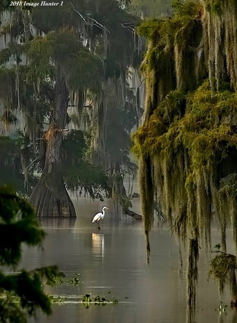 Hillbilly Aesthetic, Gothic Country Aesthetic, Bayou Aesthetic, Eclectic Exterior, Bayou Country, Cypress Swamp, Louisiana Swamp, Landscape References, Where The Crawdads Sing