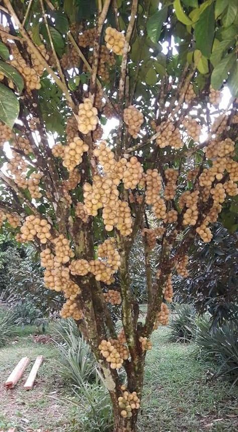 Fruit Tree Photography, Trees In Philippines, Poultry Farm Design, Fruit Pictures, Baobab Tree Fruit, Fruit Bearing Trees, Best Nature Images, Fruit Bearing Trees Philippines, Small Vegetable Gardens