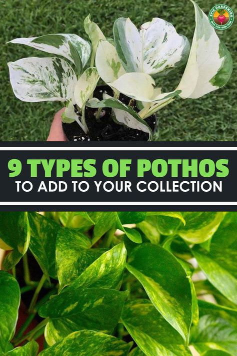 There are many more types of pothos than the standard golden variety, so learn 9 types you should add to your garden! Different Types Of Pothos, Different Types Of Pothos Plants, Photos Plant Houseplant, Pothos Plant Types, Pathos Varieties, Pothos Varieties Chart, Golden Photos Plant, Pothos Types, Types Of Pothos Plants