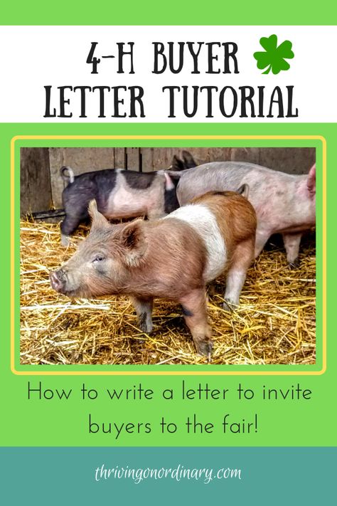 How to Write a 4-H Buyer Letter. Tutorial on how to write a better letter to get buyers to your livestock auction. Raising kids, tween, teens. 4-H. FFA. Animal projects. Market animals. Fair auction. 4h Livestock, Showing Pigs, Letter Tutorial, 4h Fair, 4h Project Ideas, Livestock Judging, Stall Decorations, Show Pigs, Pig Showing