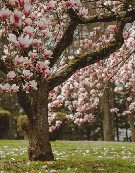 Magnolia Flower Wallpaper, Magnolia Tree Types, Magnolia Tree Landscaping, Evergreen Magnolia, Tree Types, Magnolia Stellata, Magnolia Wallpaper, Lotus Flower Art, Wildlife Garden