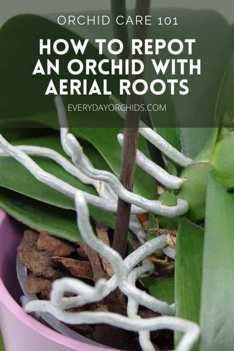 How To Replant An Orchid, Orchid Roots Care, Taking Care Of Orchids How To, Replanting An Orchid, Repotting An Orchid, Orchid Care Repotting, How To Regrow Orchids, Orchid Roots Growing Out Of Pot, Repot Orchids How To