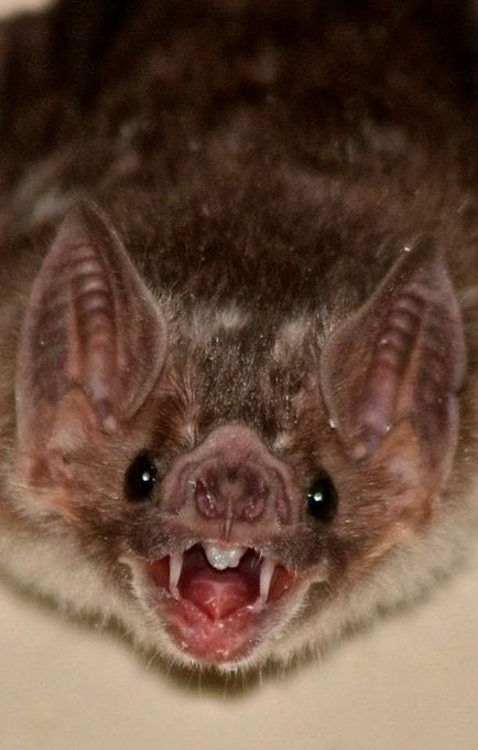 Bat Mouth Open, Vampire Bat Reference, Bat Vampire Art, Bats Reference, Vampire Bat Aesthetic, Vampire Bat Face, Aesthetic Bats, False Vampire Bat, Bat Reference