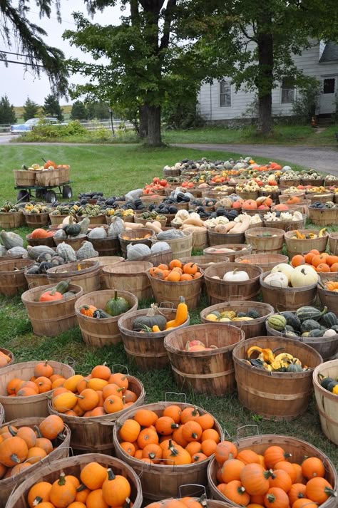 A bountiful harvest Pumpkins For Sale, Fruits Decoration, Whiskey Barrels, Pumpkin Farm, Autumn Love, Love Autumn, Bountiful Harvest, All Things Fall, Harvest Time