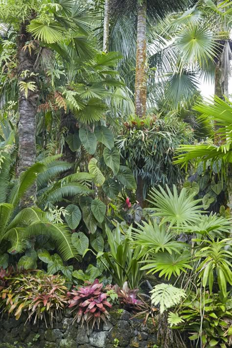 There’s something about a peaceful landscape. Reconnect with nature! #plants #organic #landscape Tropical Landscape Design, Tropical Garden Ideas, Garden Tropical, Jungle Gardens, Tropical Garden Design, Tropical Backyard, Gardening Gifts, Tropical Landscape, Tropical Gardens