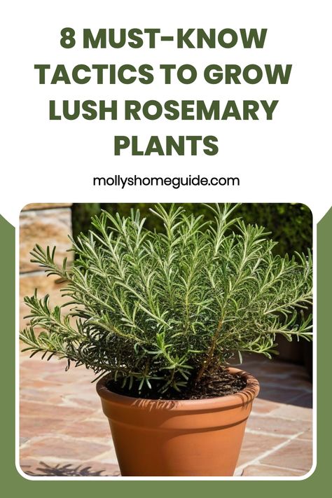 Learn the simple and effective method on how to grow rosemary from cuttings. Discover step-by-step instructions on propagating your own rosemary plants at home. Save money and create a sustainable herb garden by following these easy techniques. Watch your rosemary cuttings flourish and thrive with these expert tips. Perfect for beginners or seasoned gardeners looking to expand their plant collection. Enjoy the process of growing, nurturing, and harvesting your own fresh rosemary straight from yo Rosemary Plants In Pots, Rosemary Growing Tips, How To Plant Rosemary, Rosemary In A Pot, Rosemary Cuttings, Rosemary From Cuttings, Rosemary Plant Care, How To Grow Rosemary, Grow Rosemary