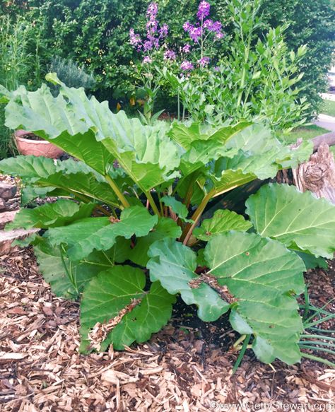 Rhubarb Landscaping, Stewed Rhubarb, Growing Rhubarb, Rhubarb Plants, Homegrown Food, Cream Custard, Custard Cake, Rhubarb Recipes, Sweet Tart