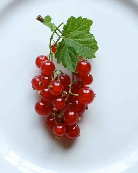 Red Currants, Fruit Picture, Red Currant, Fruit Painting, Weird Food, Fine Art Photography Print, Red Fruit, Fruit And Veg, 8x10 Print