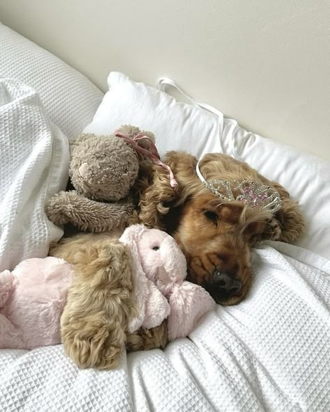 Jellycat Stuffed Animals, Jelly Cat, Mia 3, Cute Stuffed Animals, Cute Little Things, Cute Little Animals, Just A Girl, Spaniel, My Vibe