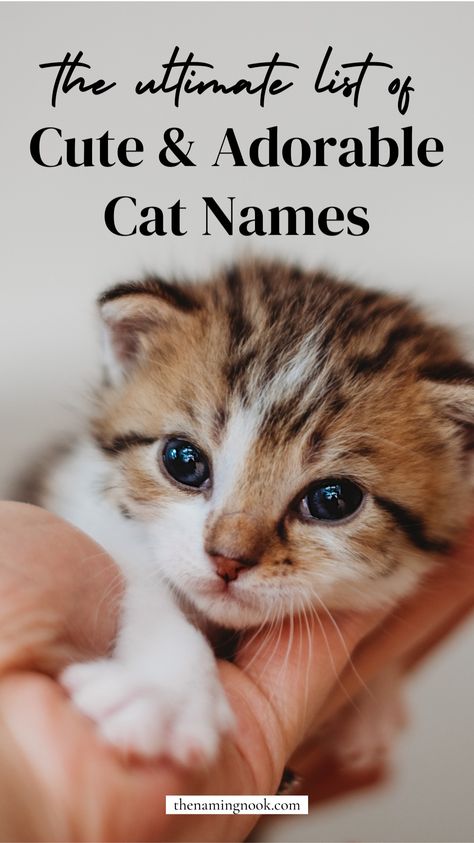 Looking for adorable and cute cat names for your new kitten? Check out our list of 60 cutest ever cat name ideas you'll be obsessed with! Whether you need a cute and unique cat name for female, boys, girl cars, orange cats, or any type of cat,, we have the perfect cat name for you. Cute kitten names, cute cat names, unique cat name list. Cute Kitten Names, Kitten Names Unique, Kitten Names Girl, Tabby Cat Names, Boy Cat Names, Girl Cat Names, Unique Cat Names, Cat Breeding, Unisex Names