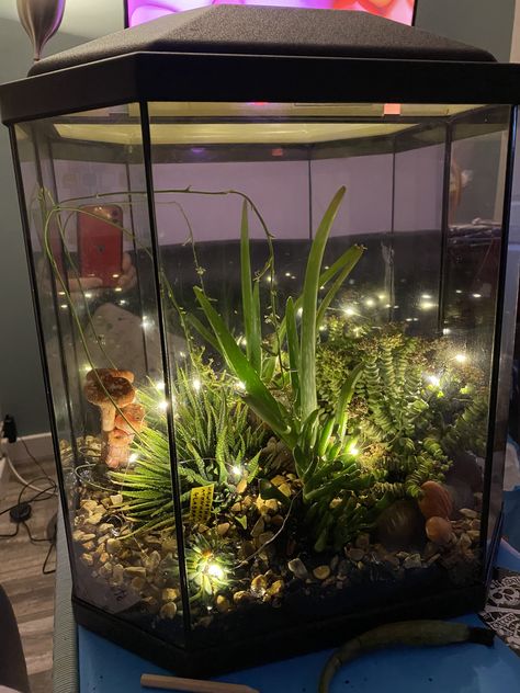 Terrarium (fish tank)with succulents Fish Tank Terrarium Plants, Fish Tank Garden Ideas, Aquarium Repurpose Ideas, Terrarium Tank Ideas, Plant Tank Ideas, Cool Fish Tanks Ideas Unique, Terrarium In Fish Tank, House Plants In Fish Tank, Fishtank Terrarium Ideas