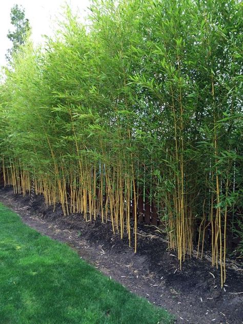 Learn How to Plant a Bamboo Fence | Planning, Planting and Maintaining Bamboo Garden Ideas, Bamboo Landscape, Bamboo Trees, Privacy Plants, Privacy Landscaping, Plants Leaves, Backyard Privacy, Garden Screening, Bamboo Garden