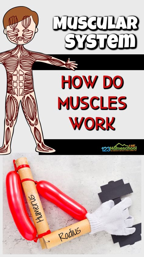 Muscle Actions Anatomy, Skeletal And Muscular System Activities, Muscle System Projects, Muscular System Activities For Elementary, Skeletal System Project High School, Anatomy Project Ideas, Human Body Stem Activities For Kids, Muscle Activities For Kids, Skeleton System Project