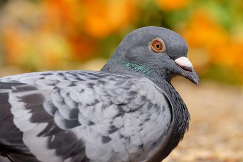 Get Rid Of Pigeons, Pigeon Repellent, Pigeon Nest, Bird Repellents, Small Birds, Pigeon, Repellent, Food Animals, Garden Ideas