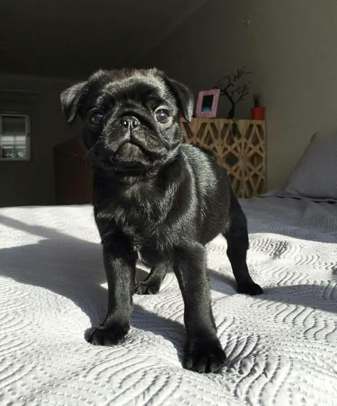 14 Pug Pictures That Will Brighten Your Day | PetPress Black Pugs, Cute Pug Puppies, Baby Pugs, Black Pug, Pug Puppies, Dream Dog, A Pug, The Pug, Cute Pugs