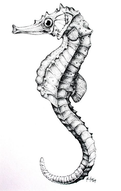 Seahorse Drawing, Seahorse Tattoo, View Drawing, Sea Creatures Art, Seahorse Art, Life Reference, Stippling Art, Ocean Tattoos, Sea Life Art