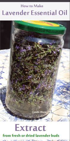 Make Lavender Essential Oil, Health Coconut Oil, Making Essential Oils, Diy Essentials, Coconut Oil Uses, Lavender Plant, Lavender Buds, Dried Lavender, Oil Uses