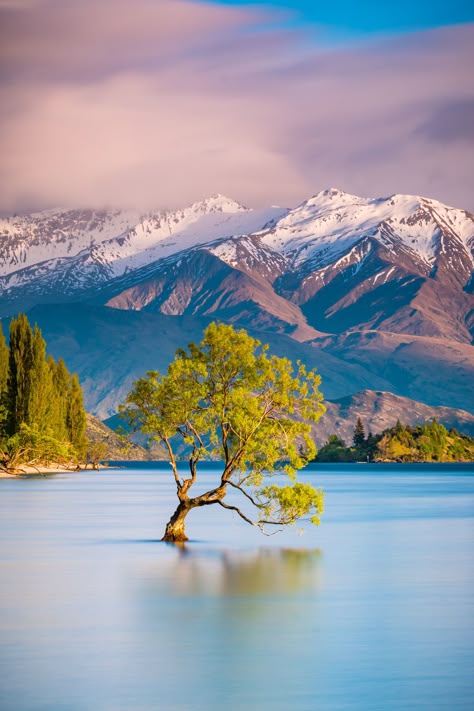 The famous Wanaka Tree in Wanaka, New Zealand on the south island. #WanakaTree #NewZealand #Wanaka Wanaka Tree, New Zealand Mountains, Wanaka New Zealand, New Zealand Trip, Lake Wanaka, New Zealand Landscape, Travel New Zealand, New Zealand South Island, New Zealand Travel