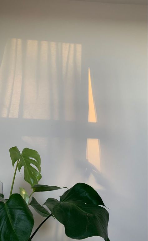 Minimal Background For Ig Story, Affiliate Background Aesthetic, Phone Bg Aesthetic, Light Background Images Aesthetic, Soothing Wallpapers, Minimalist Phone Wallpaper, Minimalist Backgrounds, Minimalist Pictures, Iphone Wallpaper Plants