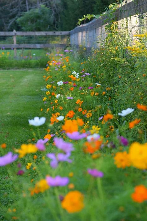 Coneflower Garden, Circle Garden, Tattoo Plant, Grow Wildflowers, American Meadows, Wild Flower Meadow, Meadow Garden, Backyard Flowers, Cut Flower Garden