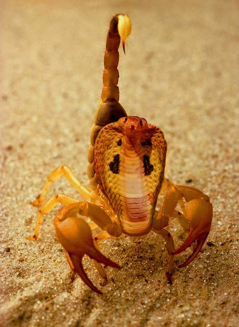 the double deadly scorpion cobra Scorpion Animal, Weird Pets, Scorpion And The Frog, Bird Meme, Animal Mashups, Arachnids Spiders, Weird Insects, Yashoda Krishna, Deadly Creatures