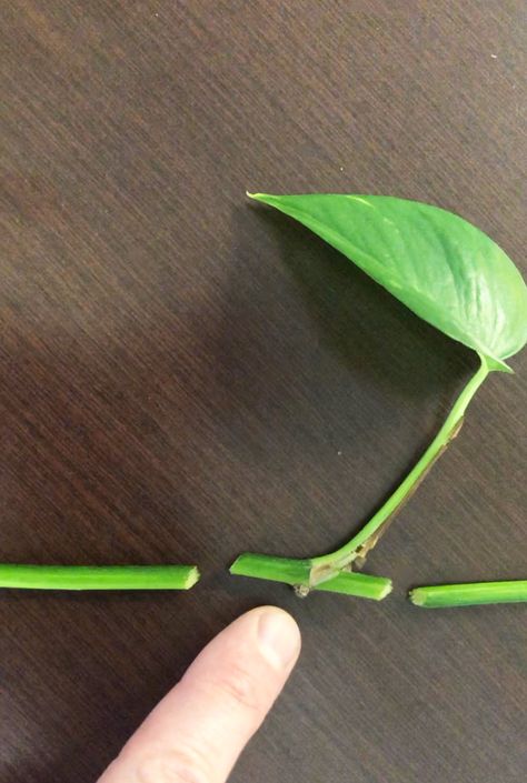 Propagating Golden Pothos, Propagating Pothos, Indoor Plants Ideas Decor, Hanging Plant Indoor, Pathos Plant, Indoor Plant Ideas, Pothos Plant Care, Pothos Plants, Personal Garden