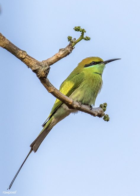 Water Colour Ideas, Bird Sitting On A Branch, Beautiful Nature Images, Bird Sitting, Photography Animals, Bee Eater, Most Beautiful Birds, Bird On Branch, Background Ideas