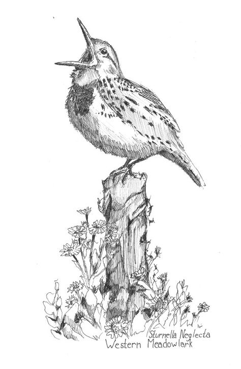 Meadowlark Drawing, Desert Habitat, Bird Sketches, Fun Things To Draw, Pen And Ink Art, Woodburning Ideas, Art Vibe, Technical Pen, Bird Sketch