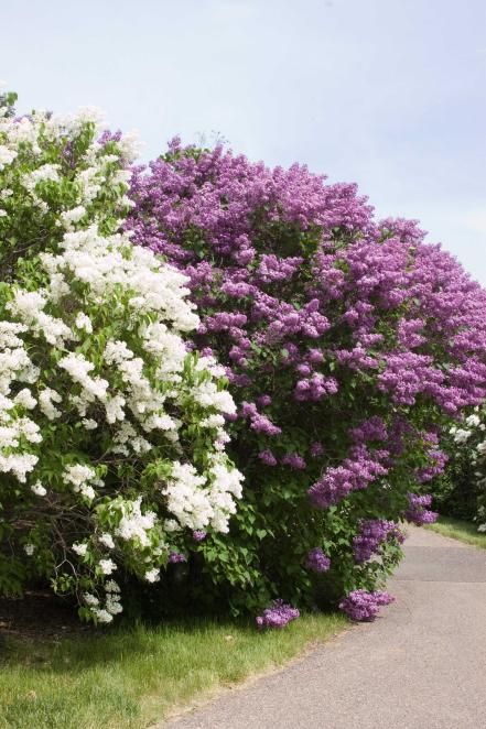 Shade-tolerant shrubs that are grown for their flowers are best planted where a little sun can filter through, such as near deciduous trees or a trellis. Flowering Shrubs For Shade, Lilac Syringa, Lilac Varieties, Shrubs For Landscaping, Full Sun Shrubs, Mount Baker, Shade Shrubs, Syringa Vulgaris, Hgtv Garden