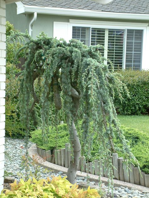 Weeping Colorado Blue Spruce, Weeping Atlas Cedar, Weeping Spruce Landscaping, Weeping Cedar Tree, Weeping Conifers, Weeping Blue Spruce, Weeping Larch, Weeping Evergreen Trees, Weeping Cedar