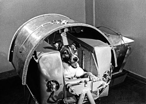 Remembering Laika, Space Dog and Soviet Hero | The New Yorker Laika Tattoo, Soviet Space Dogs, Laika Dog, Space Dogs, Space Animals, Arcade Fire, Famous Dogs, Space Dog, Street Dogs