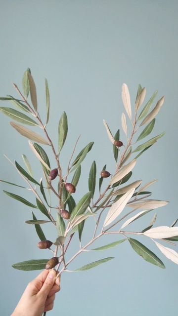 Olive Branch Photography, Olive Branch Art, Olive Tree Leaves, Olive Flower, Olive Tree Branch, Dove With Olive Branch, Olive Branch Tattoo, Laurel Branch, Olive Leaves