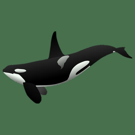 Orca Graphic, Penguin Habitat, Killer Whale Tattoo, Orca Art, Whale Pictures, Orca Tattoo, Save The Sharks, Whale Tattoo, Deep Photos