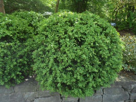 Buxus Microphylla VAR. Koreana 'Green Mound' - Pépinière Cramer Inc. Korean Boxwood, Buxus Microphylla, Japanese Gardens, Japanese Garden, Garden Center, Herbs, Plants, Green