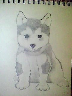 i was saw husky so cute puppy i have one husky Draw So Cute Dog, Puppy Drawings, Husky Drawing, Dog Drawing Simple, Cute Husky Puppies, Baby Huskies, Animal Paintings Acrylic, Puppy Sketch, Dog Drawings