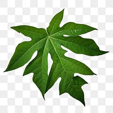 Papaya Leaf, Png For Editing, Green Leaf Background, Green Papaya, All Png, Papaya Fruits, Leaf Clipart, Leaf Background, Watercolor Trees