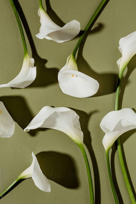 Lily Wallpaper, Arum Lily, Calla Lily Flowers, Flower Photoshoot, Moth Orchid, Calla Lilies, Foto Art, Stock Photography Free, Flower Plant