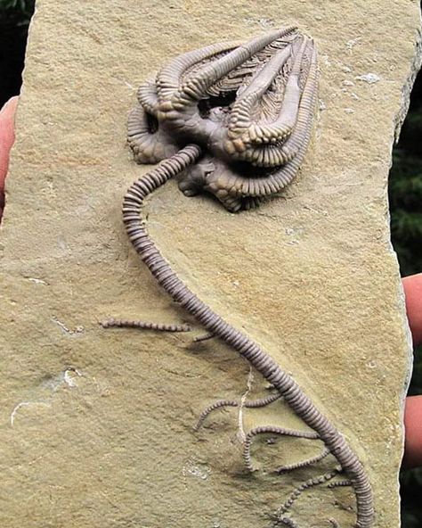 Crinoid Fossil, Dinosaur Posters, Rocks And Fossils, Trilobite Fossil, Paleo Art, Tattoo Project, Prehistoric Animals, Clay Creations, Reaction Meme