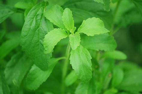 Lessons in Magical Herbalism: Stevia Growing Stevia, Liver Detox Tea, Candida Diet Recipes, Candida Cleanse, Stevia Plant, Sugar Alternatives, Sensory Garden, Candida Diet, Stevia Extract