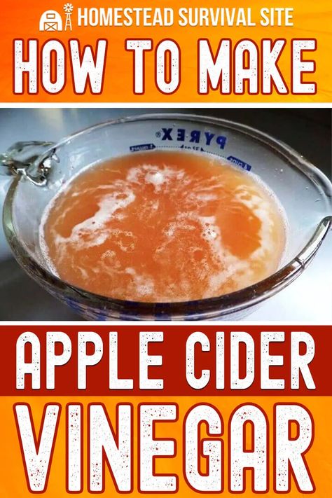 Apple cider vinegar has many uses and health benefits, so knowing how to make apple cider vinegar is great if you live off the grid. Apple Cider Vinegar Drink Recipes, Homemade Apple Cider Vinegar, Make Apple Cider, Making Apple Cider, Canning Apples, Make Apple Cider Vinegar, Live Off The Grid, Homemade Apple Cider, Losing 40 Pounds