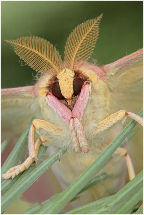 impressive insests - Gallery Moth Face, Chinese Moon Moth, Photos Of Butterflies, Maple Moth, Macro Photography Insects, Rosy Maple Moth, Cute Moth, Micro Photography, Cool Insects