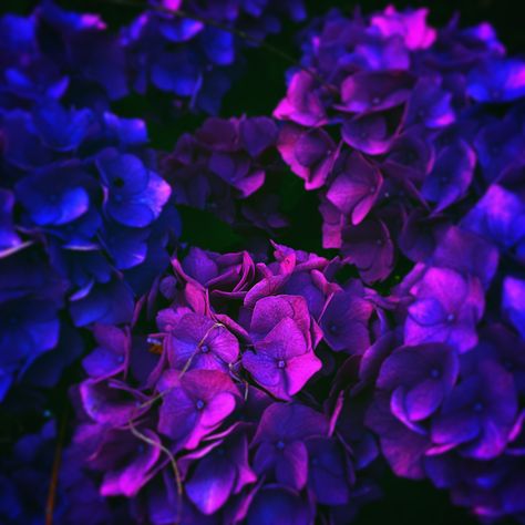 Geraniums, Purple, Flowers, Plants